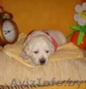 Продам щенка лабрадора #266601