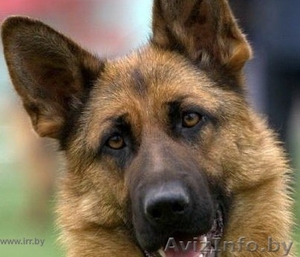 Дрессировка собак любых пород с выездом на дом  в Могилеве #255577