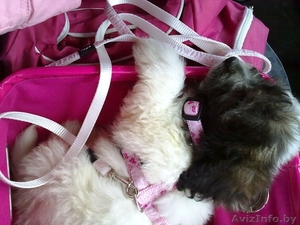 щенка русской цветной болонки #270653