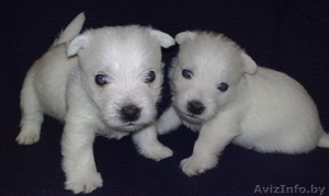 Вест хайленд уайт терьер #252088