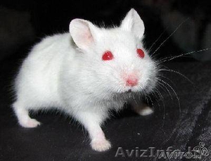хомяк джунгарик(альбинос) #277138