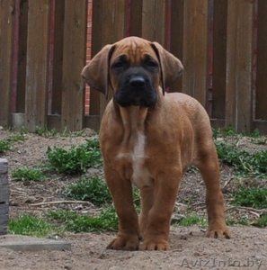 канарский дог(Дого Канарио) #272500