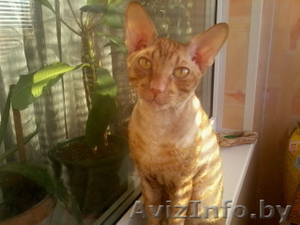 Кот  породы  Корниш - рекс #278800