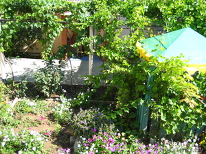 Отдых в Крыму!! Частный пансионат,  недорого 8-10 долл.  #241225