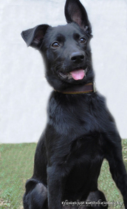 Щенок в дар. Девочка. Черного окраса. Возраст: 4 месяца  #258514