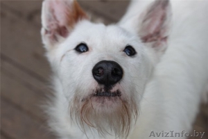 Бари - гламурный блондин!!))) #278857