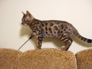 котёнок бенгальской породы #258454