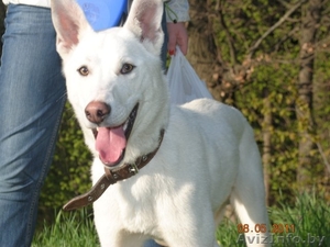 Активный красавчик Бим (чуть меньше года) в добрые руки #257480