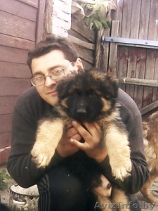 Продаются немецкие овчарки (щенки) #279131