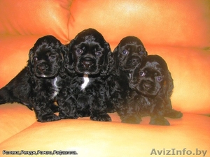 щенок американского кокер спаниеля #255581