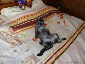 Пприглашаем кота на вязку. #277257