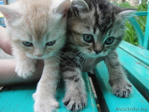 БРИТАНСКИЕ КОРОТКОШЕРСТНЫЕ КОТЯТА С РОДОСЛОВНОЙ  #279841