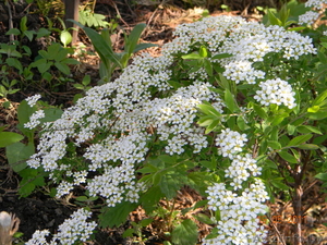 Многолетние цветы открытого грунта. #273807