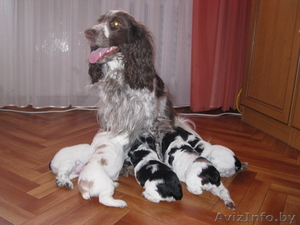 русский  охотничий  спаниель #262734