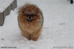 Племенной питомник GOLD BABY предлагает щенка померанского шпица #261919