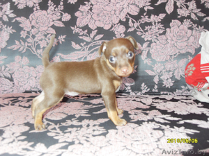 Продается Щенок Той-терьера #255817