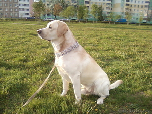 Предлагается для вязки лабрадор #255430