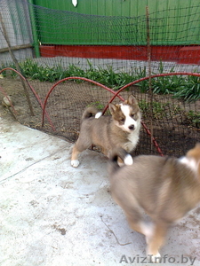 Заподно-сибирская лайка  #263389