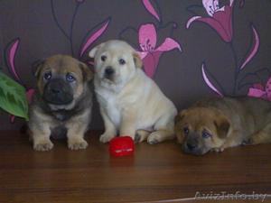 продажа щенков от чау-чау #277034