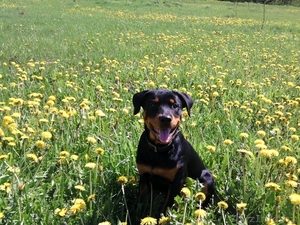 Продается РОТВЕЙЛЕР #273577