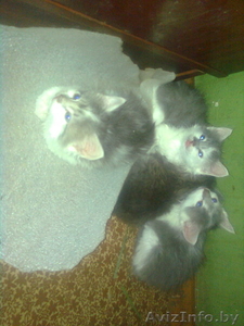 домашние котята!!!!!!!!! #251955