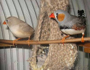 Амадины зебровые #255173