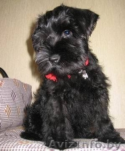 цвергшнауцеры черного окраса #277443