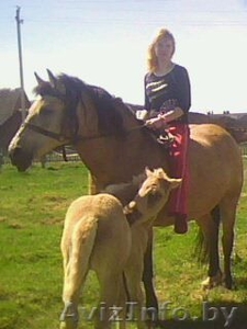 песочный окрас белая грива #269900