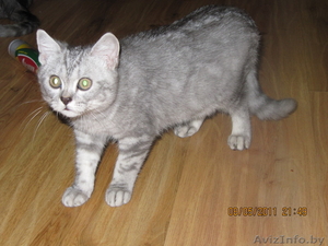 кот ищет хозяина #259398