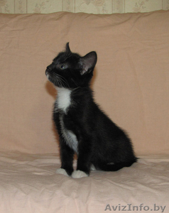 Котята-красотуны в добрые руки #274211