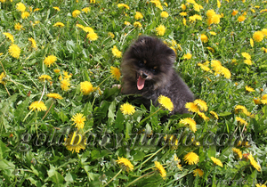 продаю щенка карликового шпица кобель чёрно-подпалый #261920