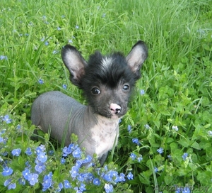 Голыши-китайчики #268314