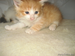 котята милые,  забавные,  красивые. #276626