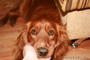 Метис английского кокера в дар! #278888