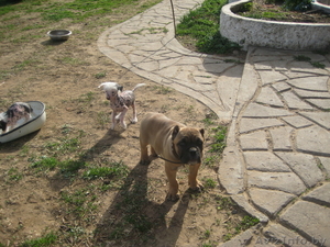 КАНЕ КОРСО ЩЕНКИ  ОТ ЛУЧШИХ ПРОИЗВОДИТЕЛЕЙ. #252883