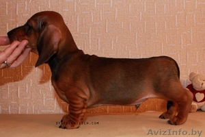 Питомник Дварвен Вилич предлагает щенков карликовой таксы #256492