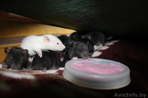 ПРОДАМ КРЫС! Чудесные крысята ищут хозяев! #269364