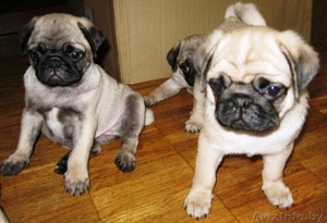 Щенки Мопса ПРОДАЮТСЯ #279430