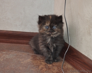 Отдам персидских котят за символическую плату #269015
