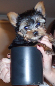 продаются щенки йорка  #278427