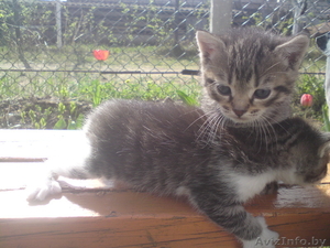 Добрые котята!!! #266071