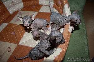 Котята Донского сфинкса #255350