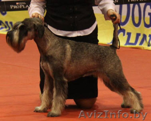 щенки миттельшнауцера окраса перец с солью #263030