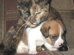 Джек рассел терьер - щенок!!!!! #262329