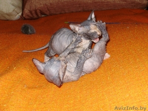 Донской сфинкс,  2 мес. девочки #270474