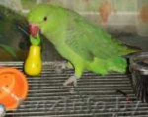 попугай ожереловый птенцы #267404