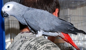 Продам алохвостого Жако,  возраст 5 лет #273958