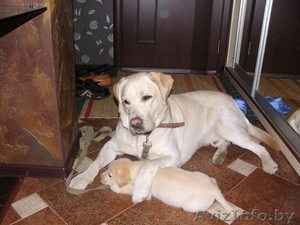 Продам щенка лабрадора-ретривера #250046