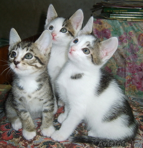 Чудесные котята в хорошие руки! #255926