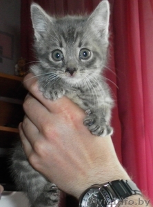 Отдам в хорошие руки котёнка! #261998